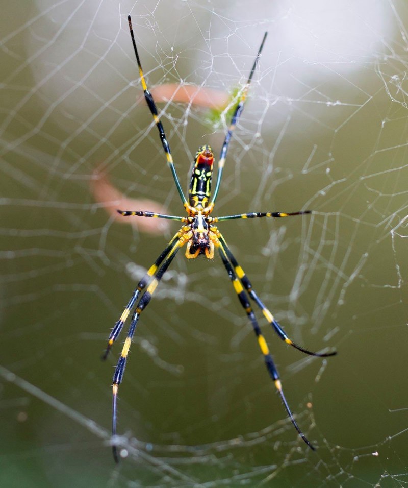 Паук Nephila komaci