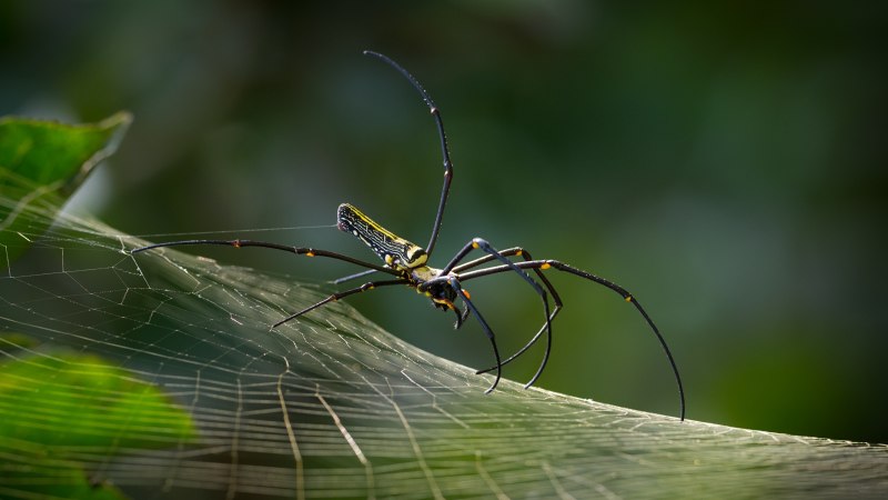 Nephila clavata