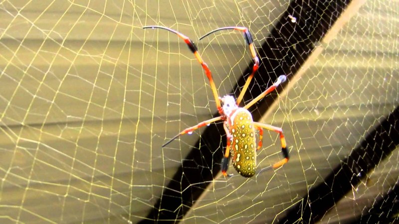 Orbweaver паук