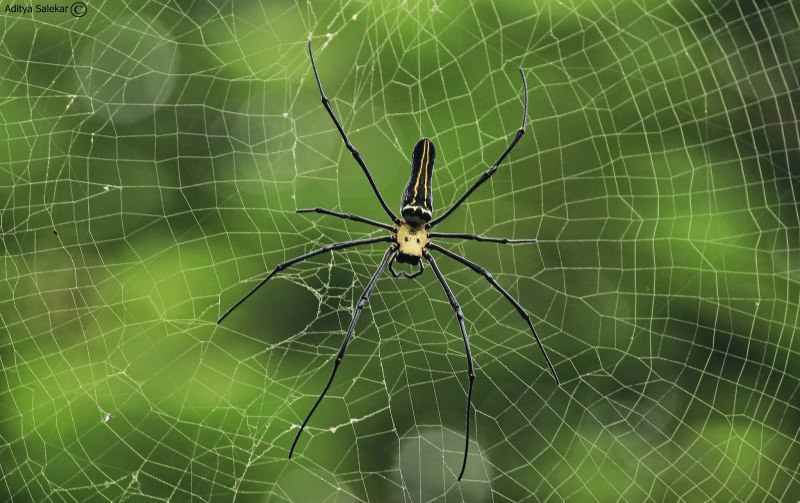 Гигантский паук золотопряд (Nephila)