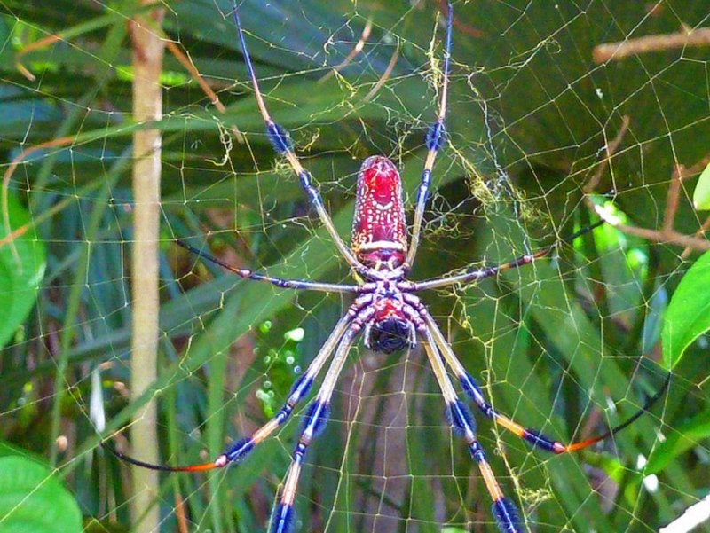 Золотопряд Nephila