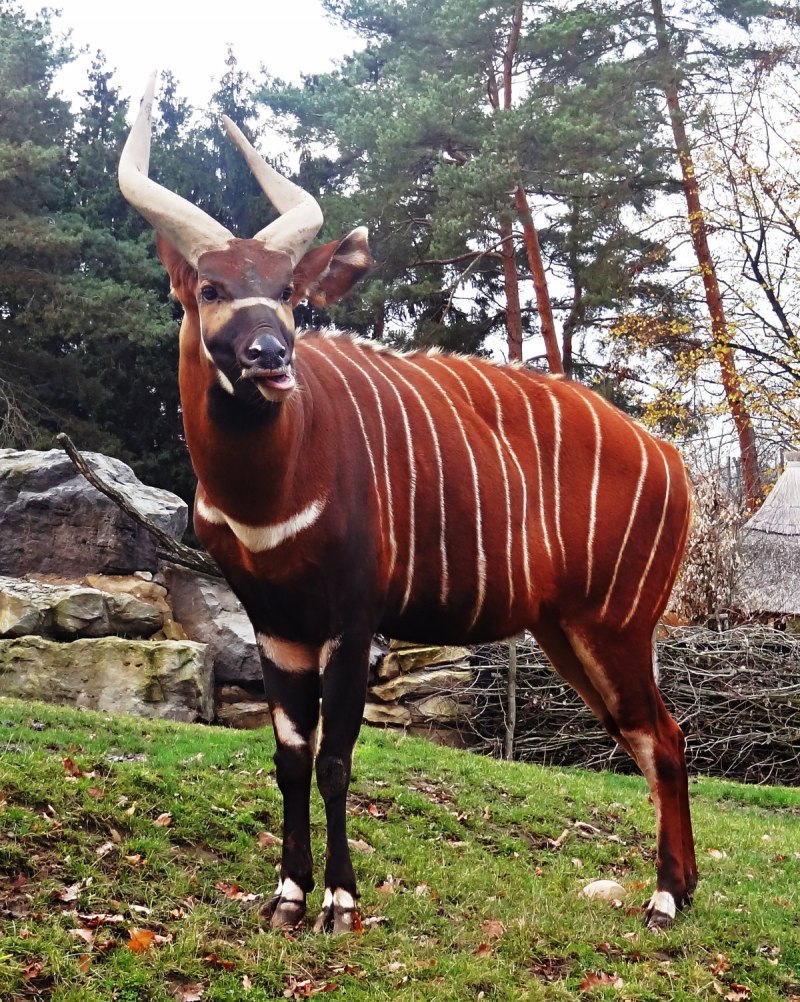 Tragelaphus eurycerus