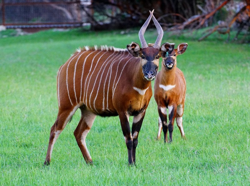 Tragelaphus eurycerus