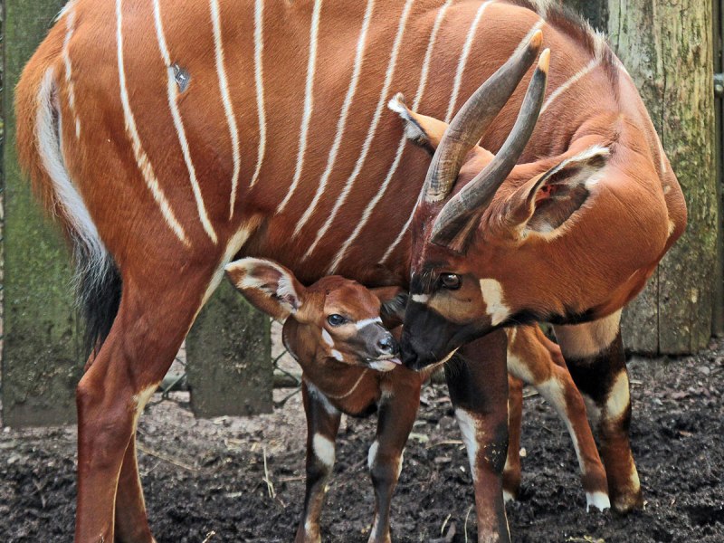 Tragelaphus eurycerus