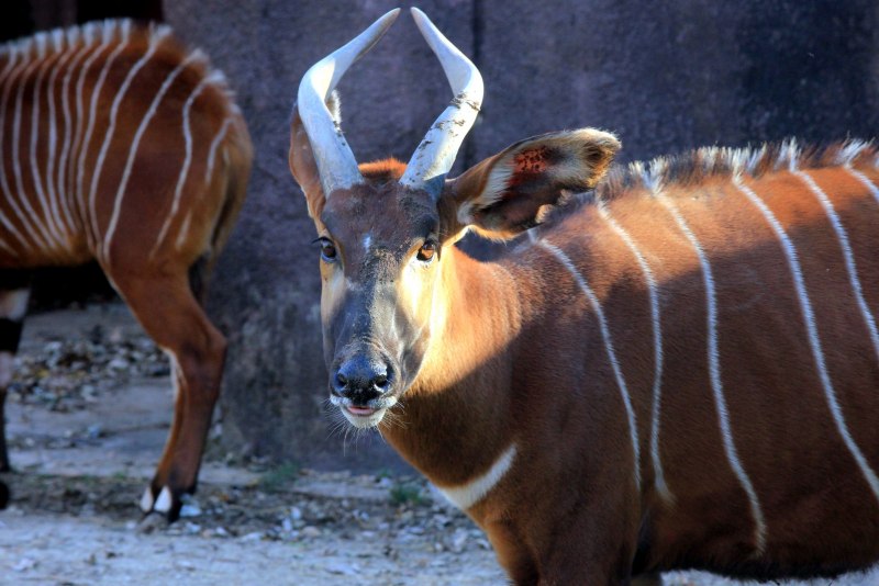 Tragelaphus eurycerus