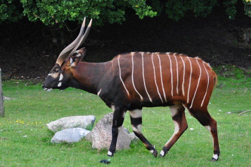 Tragelaphus eurycerus