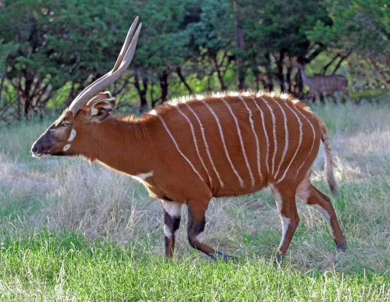 Tragelaphus eurycerus