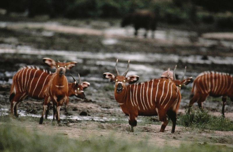 Tragelaphus eurycerus