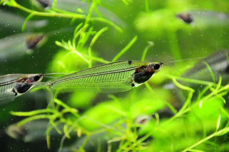 Стеклянный сом - Kryptopterus bicirrhis