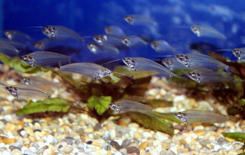 Kryptopterus vitreolus