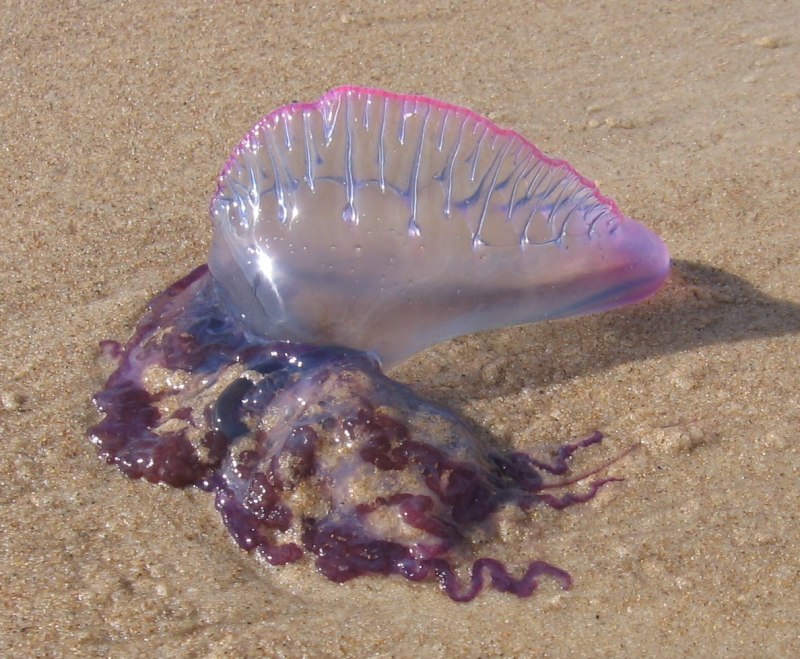 Man of War медуза