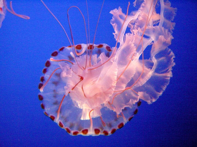 Медуза физалия (60 фото)