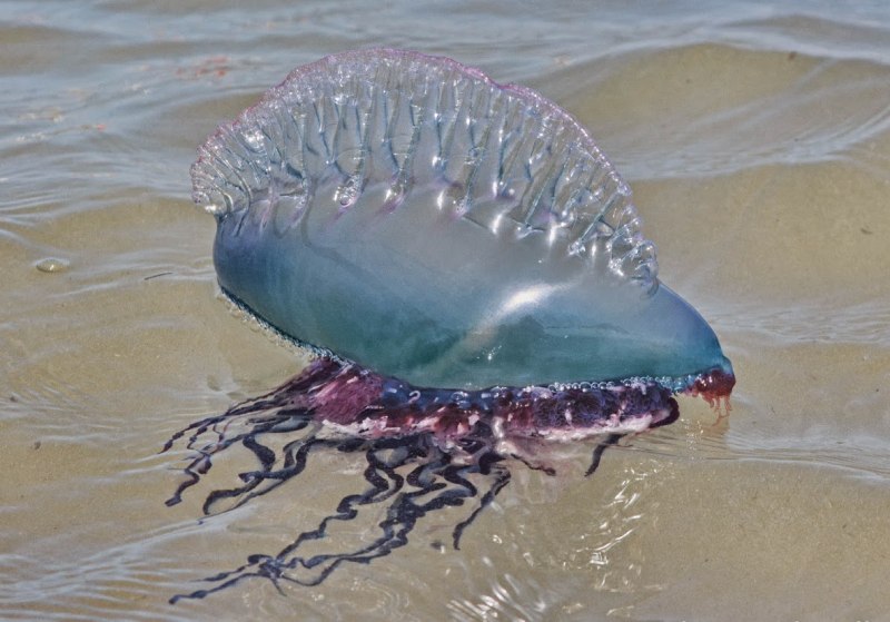 Морской кораблик медуза