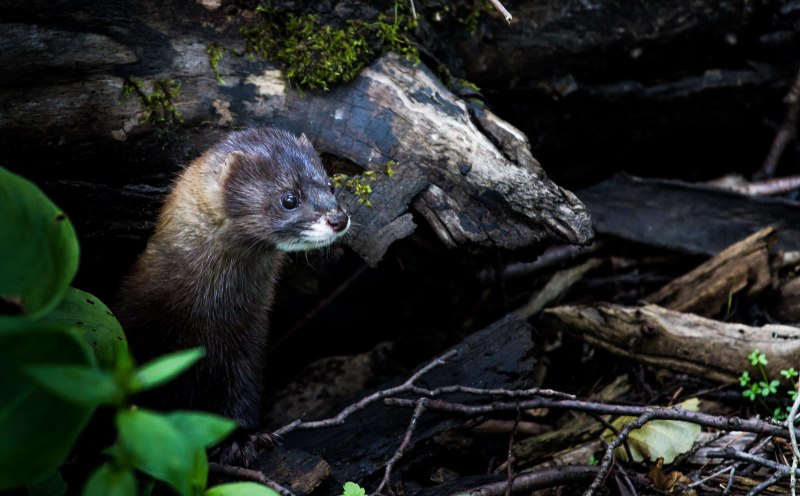 Mustela nivalis