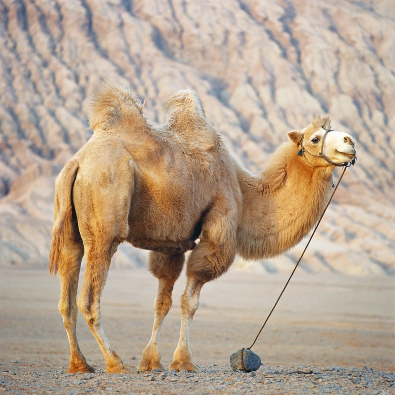 Безгорбый верблюд (67 фото)