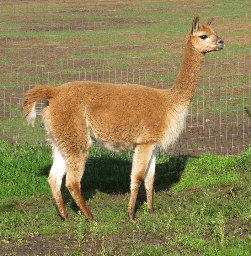Лама Викунья