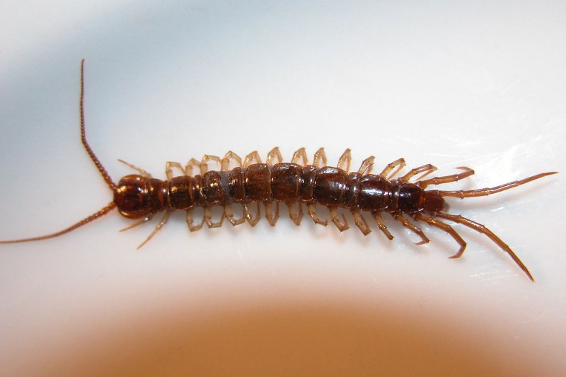 Обыкновенная костянка-Lithobius forficatus