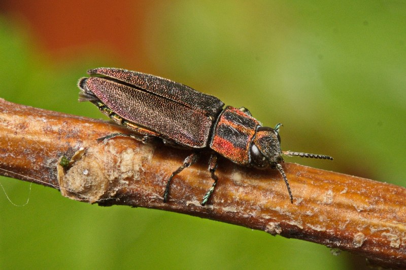 Cossus cossus гусеница