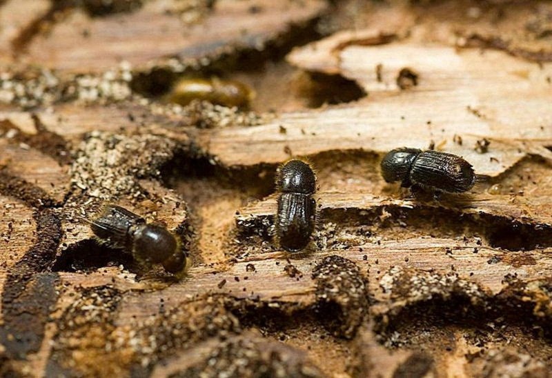 Phoridae Larva