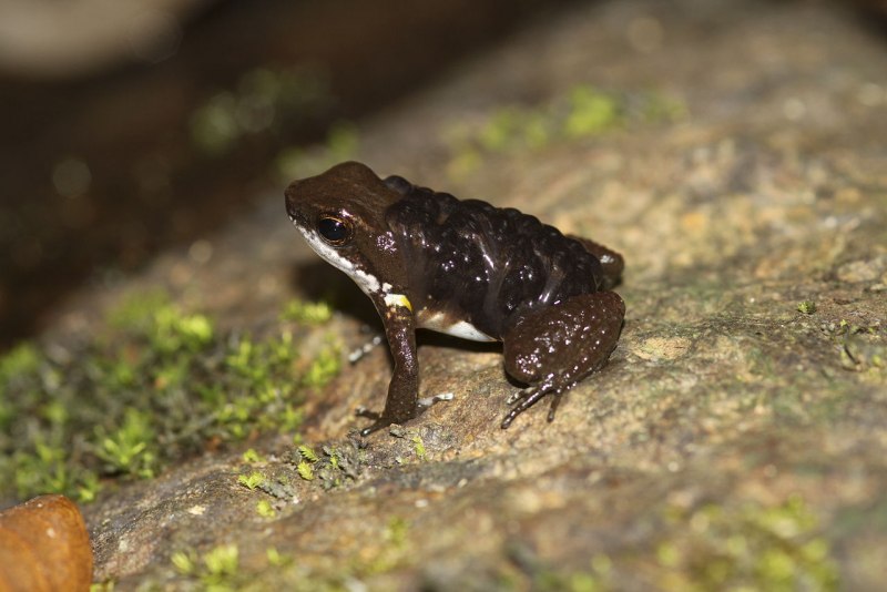 Nimbaphrynoides occidentalis