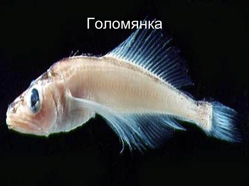Голомянка Байкальская копченая