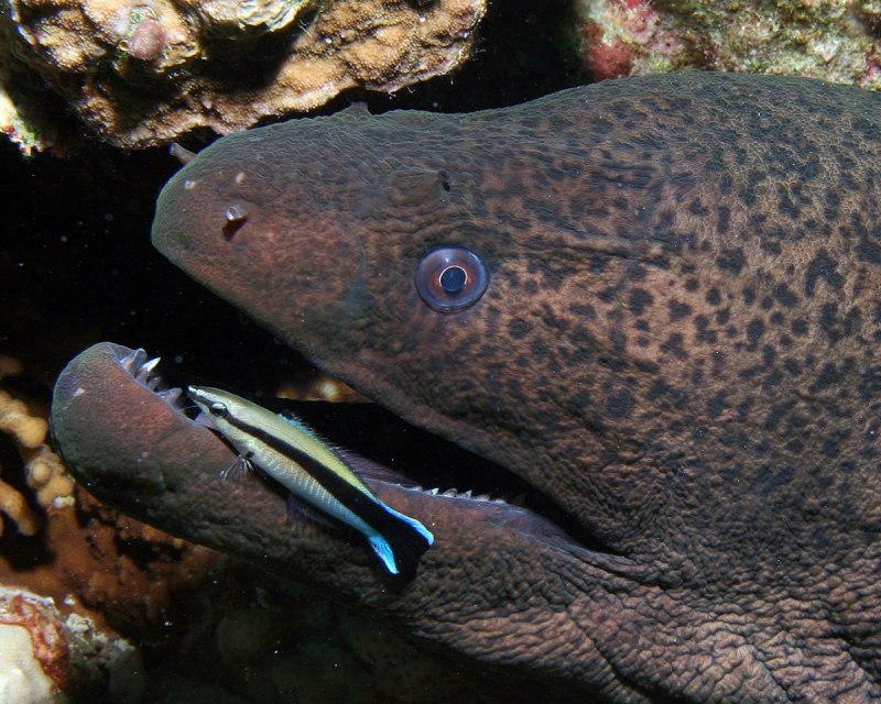 Giant Moray - гигантская мурена