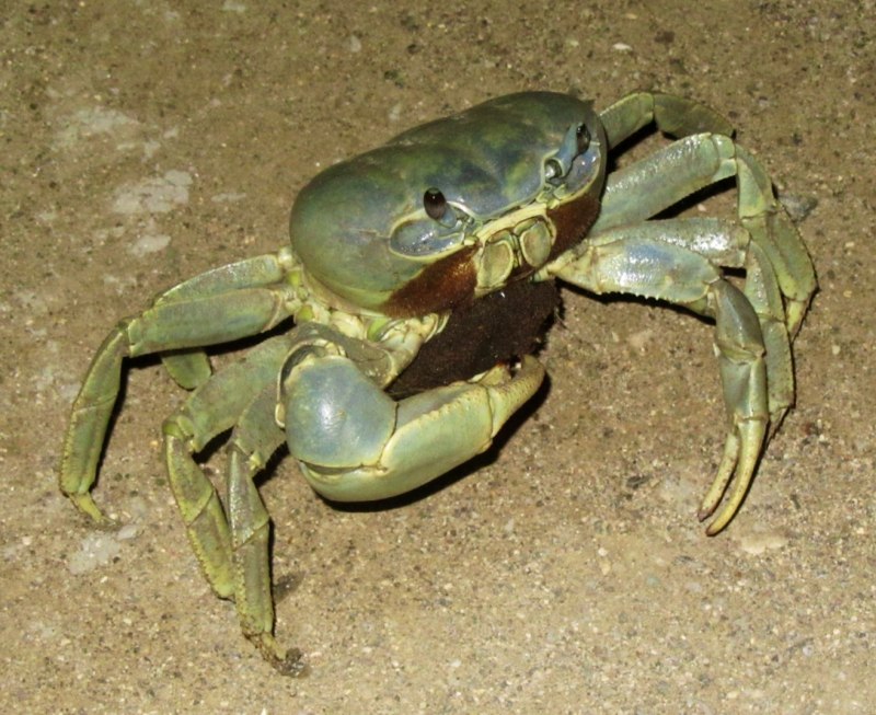 Лягушачий рай