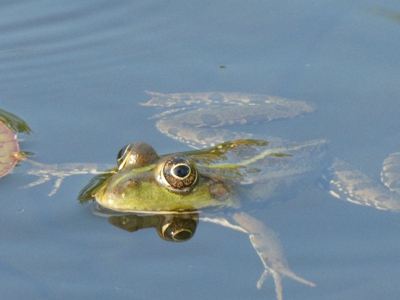 Parakysis verrucosa