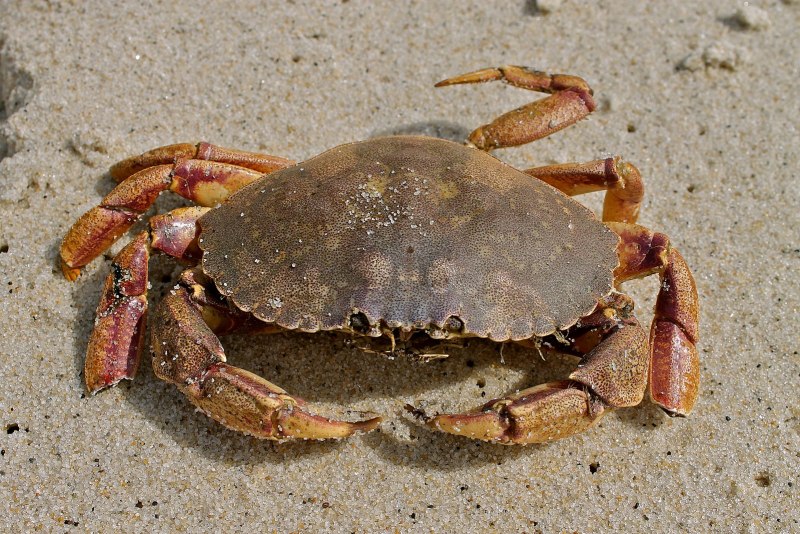 Hemigrapsus penicillatus