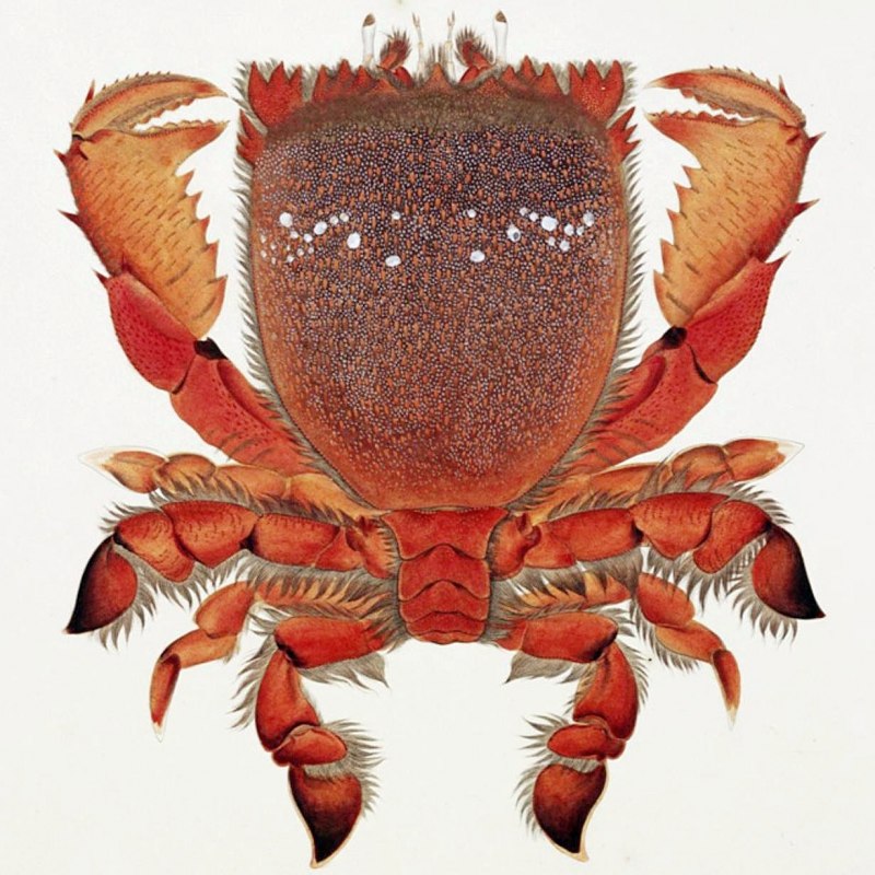 Морской краб