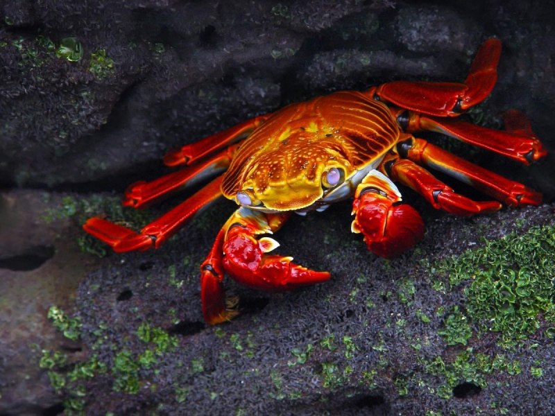 Sapphire Crab