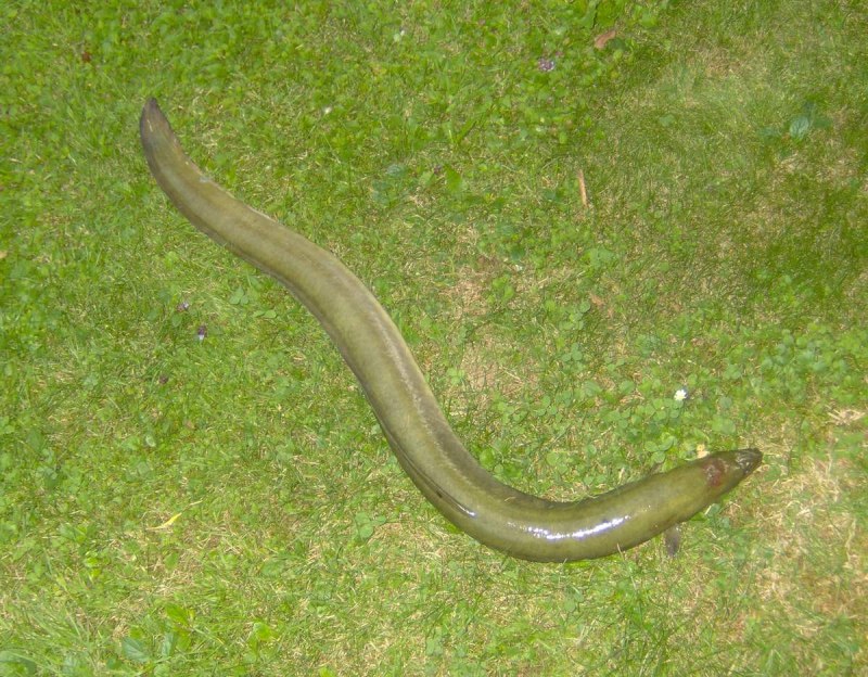 Речной угорь (Anguilla Anguilla)