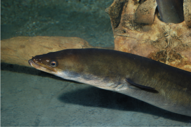 Угорь Речной (Anguilla Anguilla (Linnaeus, 1758))