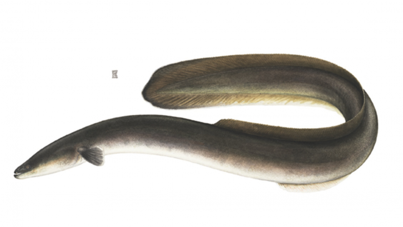 Угорь обыкновенный (Anguilla Anguilla Linnaeus, 1758)