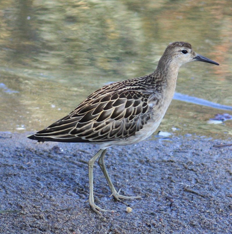 Чернозобик Calidris Alpina