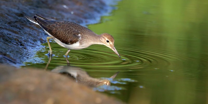 Кулик-Воробей - Calidris minuta