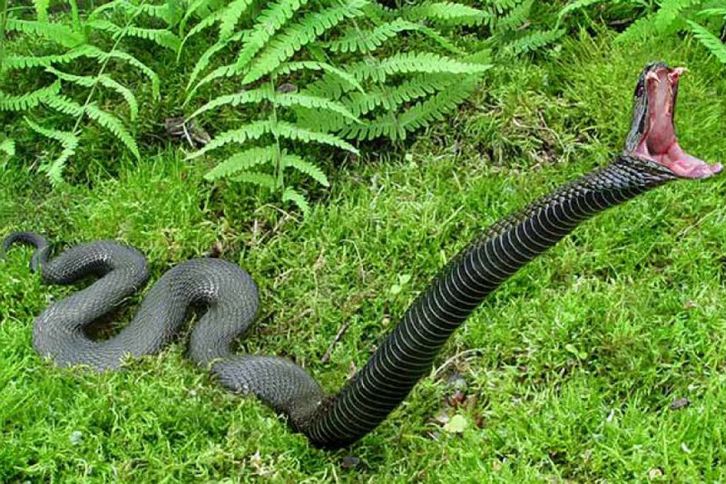 Гадюка Никольского (Vipera nikolskii)