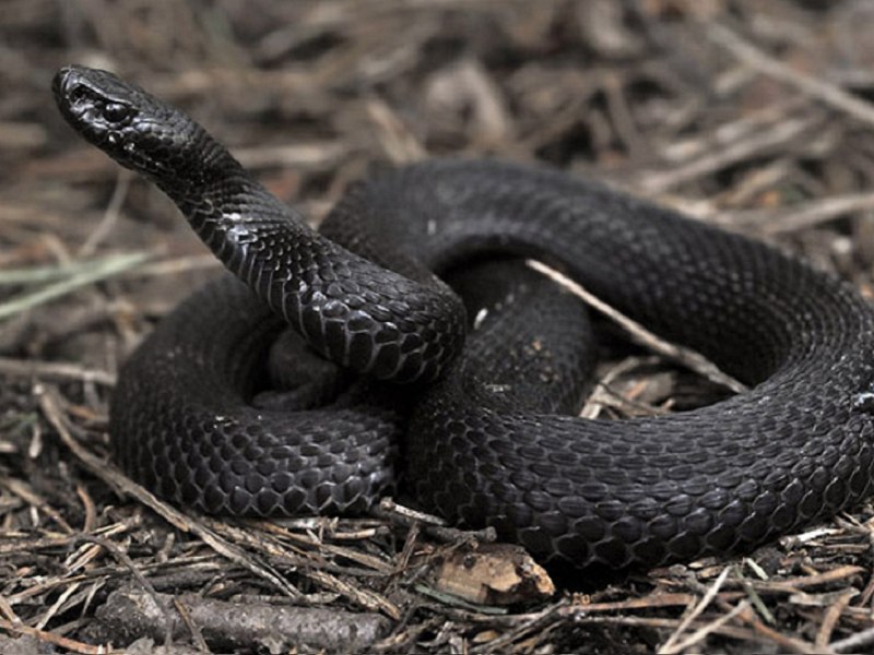 Гадюка Никольского (Vipera nikolskii)
