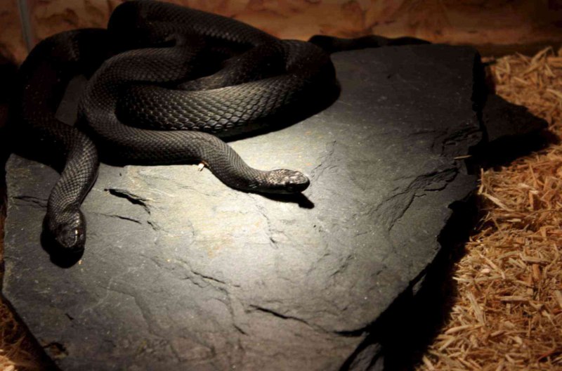 Гадюка Никольского (Vipera nikolskii)