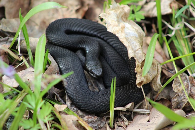 Гадюка Никольского (Vipera nikolskii)
