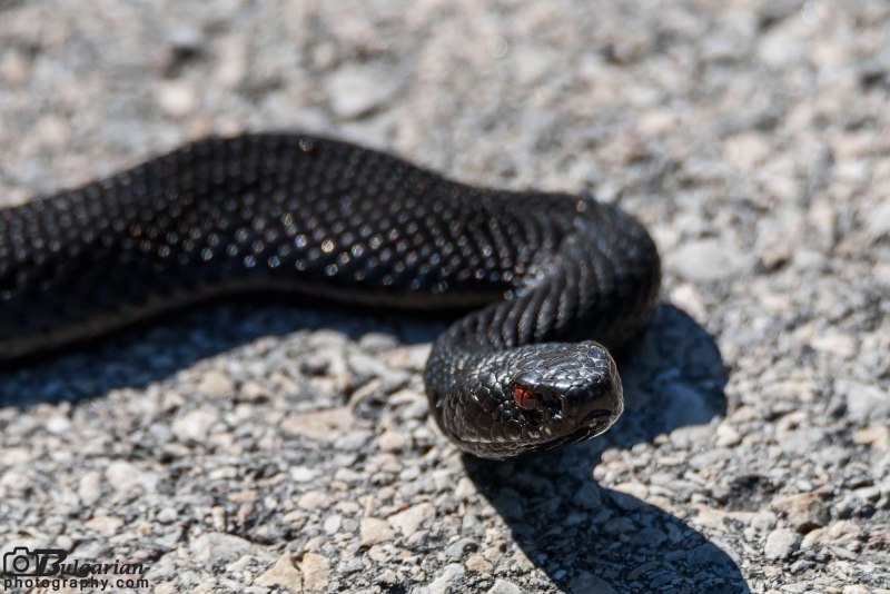Гадюка Никольского (Vipera nikolskii)