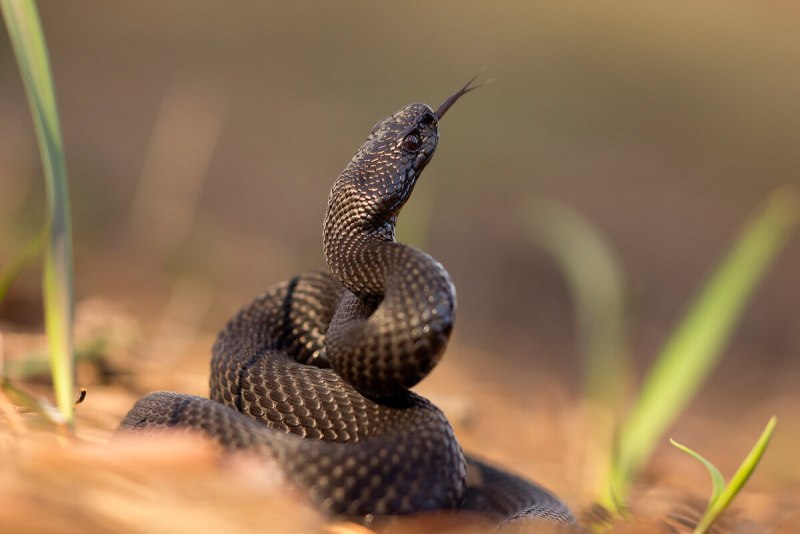 Гадюка Никольского (Vipera nikolskii)