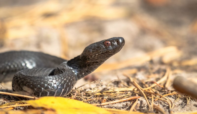 Гадюка Никольского (Vipera nikolskii)