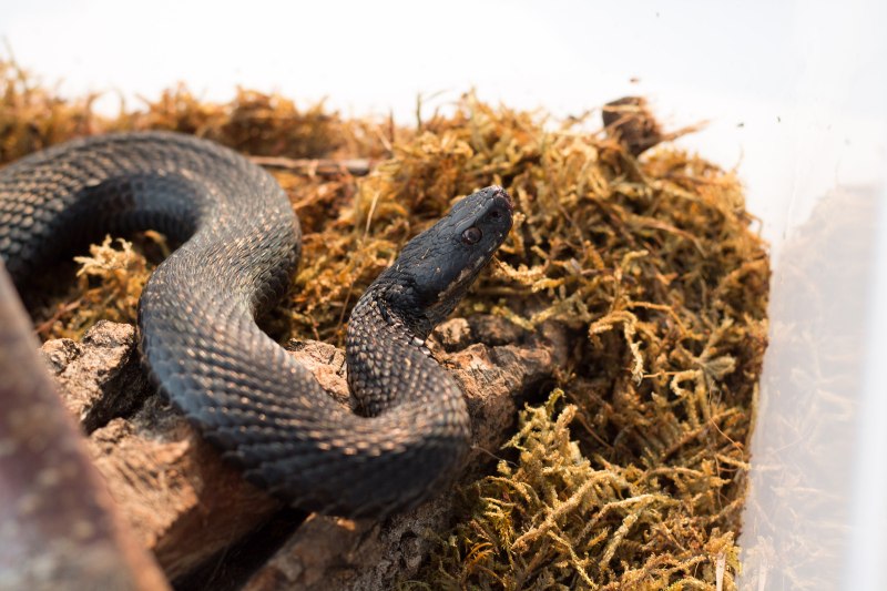 Гадюка Никольского (Vipera nikolskii)