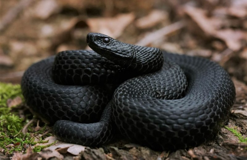Гадюка Никольского (Vipera nikolskii)