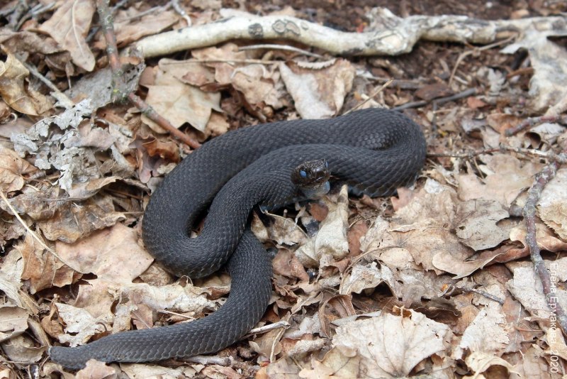 Гадюка Никольского (Vipera nikolskii)