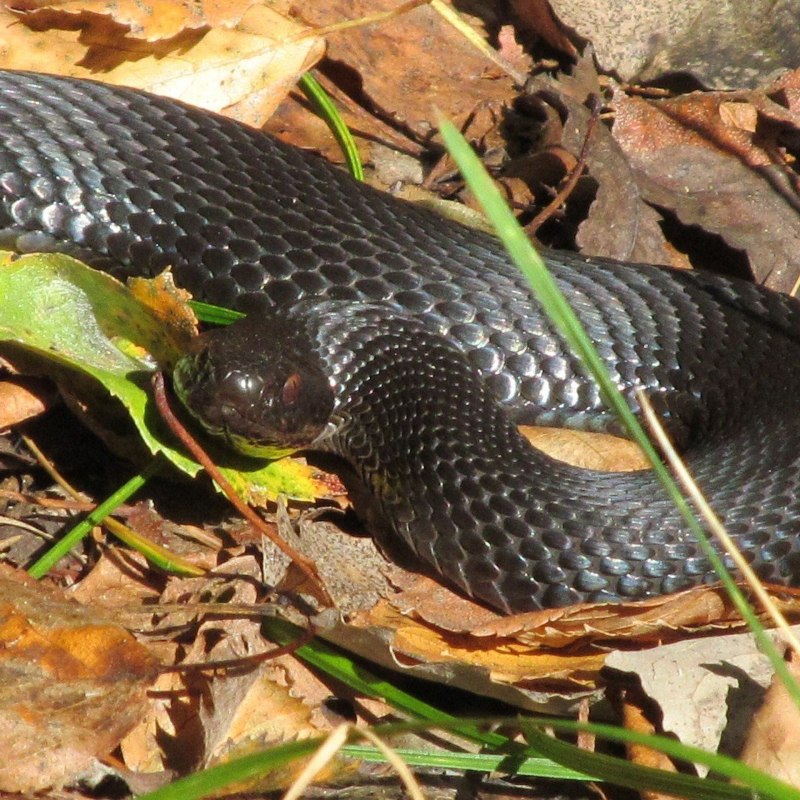 Гадюка Никольского (Vipera nikolskii)
