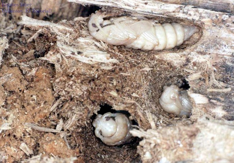 Альпийский усач (Rosalia Alpina)