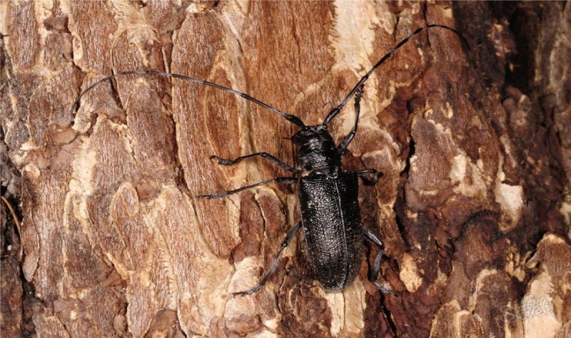 Cerambyx cerdo куколки