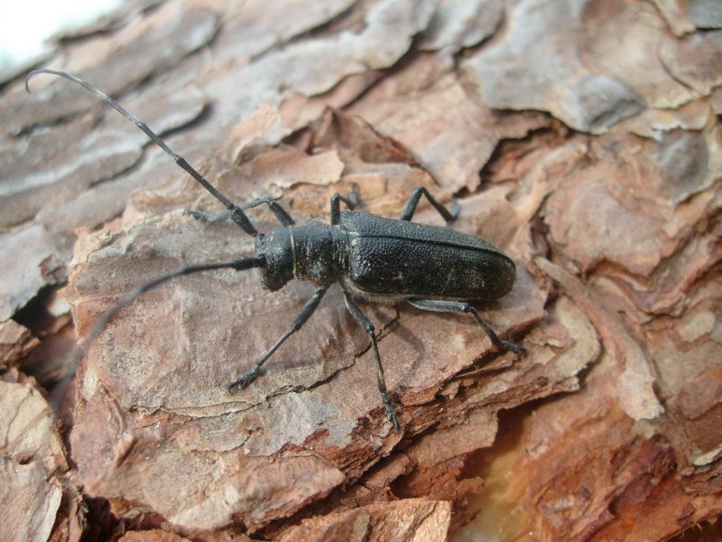 Азиатский усач Anoplophora glabripennis